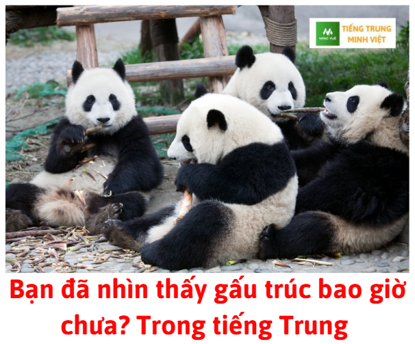 ban-da-nhin-thay-gau-truc-bao-gio-chua-trong-tieng-trung