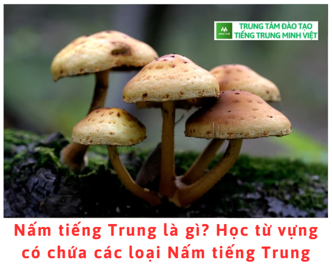 nam-tieng-trung-la-gi-hoc-tu-vung-co-chua-cac-loai-nam-tieng-trung