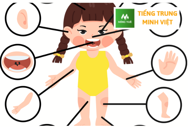 Từ vựng tiếng trung chủ đề bộ phận cơ thể người