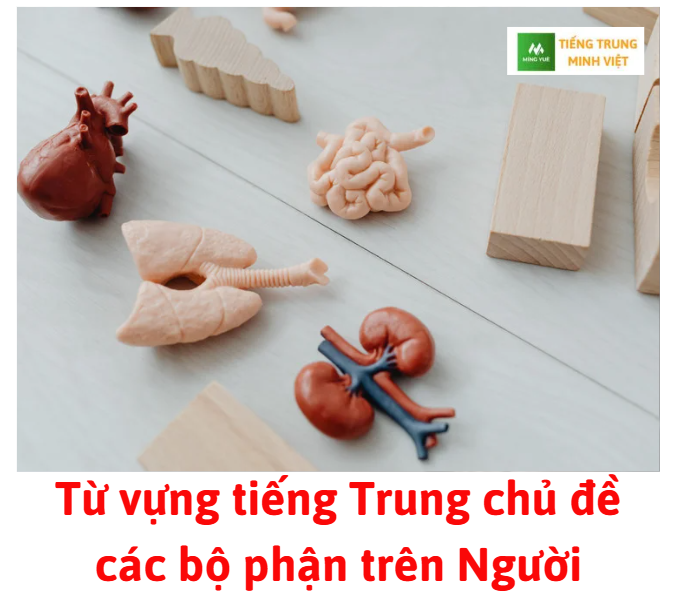 tu-vung-tieng-trung-chu-de-cac-bo-phan-tren-nguoi